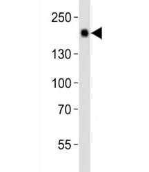 Egfr Antibody