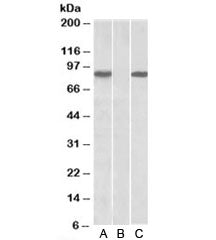 Western blot of HEK293 lysate overexpressing human STAT4-MYC probed with STAT4 antibody [1ug/ml] in 