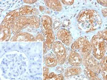 IHC staining of FFPE human kidney tissue with Myxovirus resistance protein 1 antibody (clone MX1/753