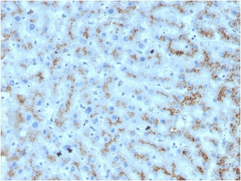 APOD Antibody / Apolipoprotein D