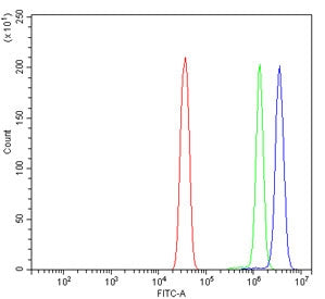 Flow cytometry testing of human HeLa cells with DDX6 antibody at 1ug/million cells (blocked with goa