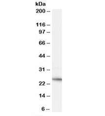 Western blot testing of human heart lysate with Neurturin antibody at 0.1ug/ml. Predicted molecular 