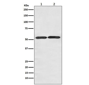 Western blot testing of 1) human HepG2 and 2) mouse NIH3T3 cell lysate with GLUT3 antibody. Predicte