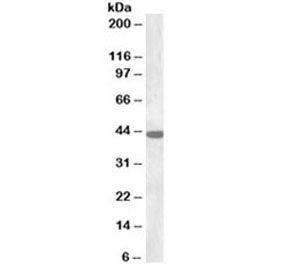 Connexin 43 Antibody