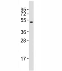 Runx1 Antibody