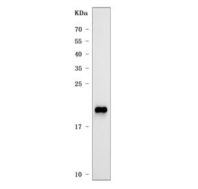 CLDN1 Antibody / Claudin 1