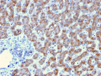 IHC testing of FFPE human liver tissue with Prohibitin antibody (clone PHB/3193). Required HIER: boi