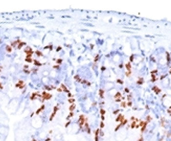 IHC: Formalin-fixed, paraffin-embedded mouse small intestine stained with BrdU antibody (BRD469 + BR