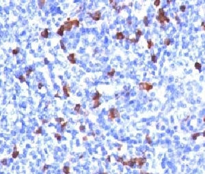 IHC testing of human tonsil and IgG antibody (clone GHC07-1). Required HIER: boil tissue sections in