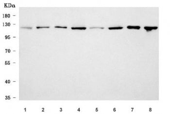 Western blot testing of 1) rat lung, 2) rat brain, 3) rat thymus, 4) rat C6, 5) mouse lung, 6) mouse