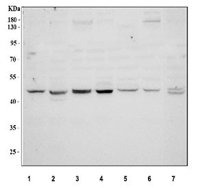 Western blot testing of 1) human Jurkat, 2) human Caco-2, 3) human HeLa, 4) human HepG2, 5) rat test