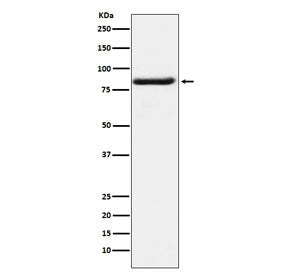 Western blot testing of human K562 cell lysate with BAG3 antibody. Predicted molecular weight ~62 kD