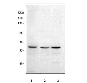 MEGF9 Antibody / Multiple epidermal growth factor-like domains protein 9