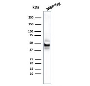 Maltose Binding Protein Antibody / malE / MBP tag