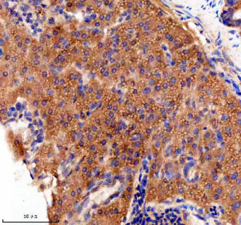 IHC staining of FFPE zebrafish pancreas tissue with Zebrafish Jab1 antibody. HIER: boil tissue secti