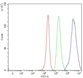 PCH2 Antibody / Pachytene checkpoint protein 2 homolog / TRIP13
