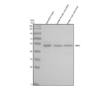 Western blot analysis of Uba3 protein using Zebrafish Uba3 antibody and 1) zebrafish head, 2) whole 