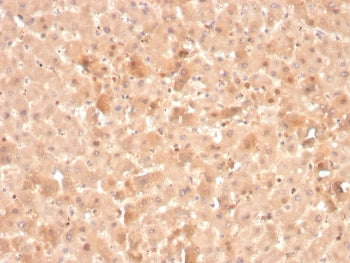 IHC staining of FFPE human liver with F7 antibody. HIER: boil tissue sections in pH 9 10mM Tris with