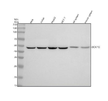 Western blot analysis of DCAF13 using anti-DCAF13 antibody. Lane 1: human Hela whole cell lysates, L