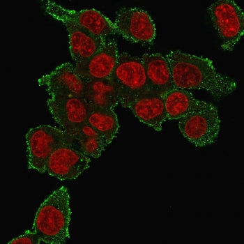 Immunofluorescent staining of human HepG2 cells with TNFa antibody (green, clone TNF706) and Reddot 