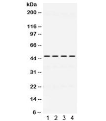 PAX6 Antibody