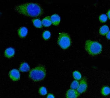 CD55 Antibody