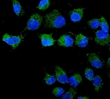 STXBP2 Antibody / UNC18-2