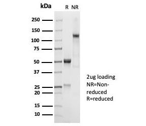 CD45RA Antibody (Leukocyte marker)