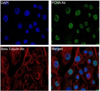 IF/ICC staining of mouse NIH3T3 cells with Beta Tubulin antibody (red), PCNA antibody (green) and DA