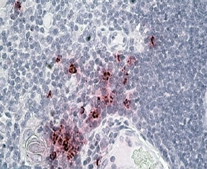 Defensin 1/3 Antibody