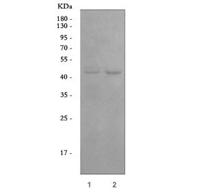 Western blot testing of human 1) HeLa and 2) A549 cell lysate with Angiopoietin-like 4 antibody. Predicted molecular weight: ~45 kDa and ~41 kDa, but may be observed at higher molecular weights due to glycosylation.