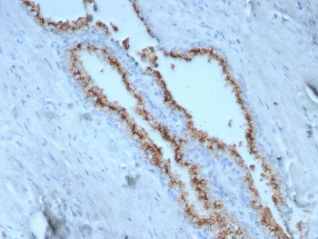 IHC staining of FFPE human prostate tissue with Prostein antibody (clone SLC45A3/7650). HIER: boil t