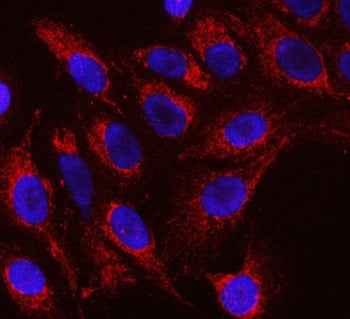 Raftlin Antibody / RFTN1