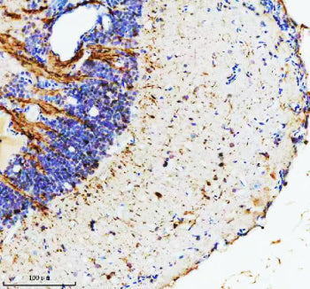 IHC staining of FFPE zebrafish brain tissue with Zebrafish Hypoxanthine phosphoribosyltransferase an