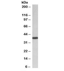 PCBP1 Antibody