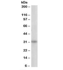 Western blot testing of 293 lysate with PITPNB antibody at 1ug/ml. Predicted/observed molecular weig