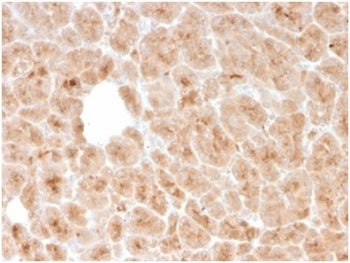 IHC staining of FFPE human pancreatic tissue with recombinant LMO2 antibody (clone rLMO2/1971). HIER