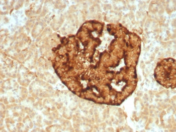 Chromogranin A Antibody