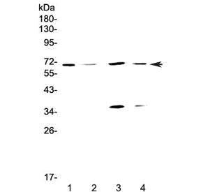 Western blot testing of human 1) HeLa, 2) COLO-320, 3) MCF7 and 4) HepG2 cell lysate with DNA Polyme
