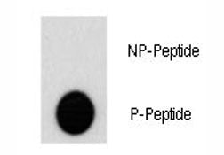 Dot blot analysis of phospho-AKT2 antibody. 50ng of phos-peptide or nonphos-peptide per dot were spo