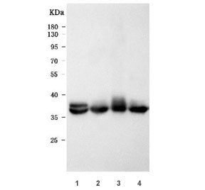 Western blot testing of 1) rat skeletal muscle, 2) rat heart, 3) mouse skeletal muscle and 4) mouse 