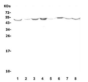 Western blot testing of mouse 1) brain, 2) lung, 3) liver, 4) kidney, 5) testis, 6) smooth muscle, 7