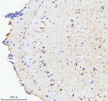 IHC staining of FFPE zebrafish brain tissue with Zebrafish Hsc70 antibody, HRP secondary and DAB sub