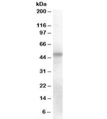 Western blot testing of human umbilical cord lysate with OCT6 antibody at 2ug/ml. Predicted molecula