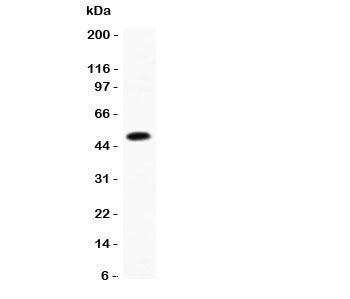 CCL7 Antibody (MCP3)