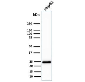 Western blot testing of human HepG2 cell lysate with C1QA antibody. Predicted molecular weight ~26 k