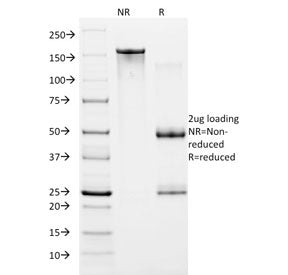 SDS-PAGE analysis of purified, BSA-free HIF1 alpha antibody (clone ESEE122) as confirmation of integ
