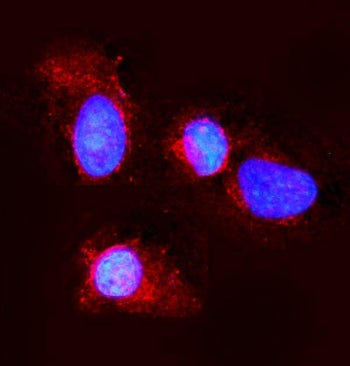 Immunofluorescent staining of FFPE mouse NIH 3T3 cells with Claudin 3 antibody (green) and DAPI nucl
