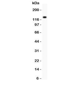 ZEB2 Antibody (SIP1)