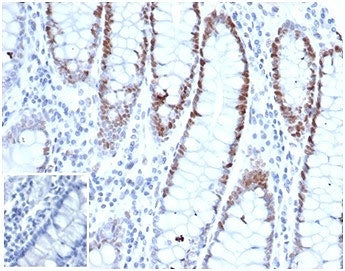 IHC staining of FFPE human small intestine tissue with recombinant MSH6 antibody (clone rMSH6/6846).